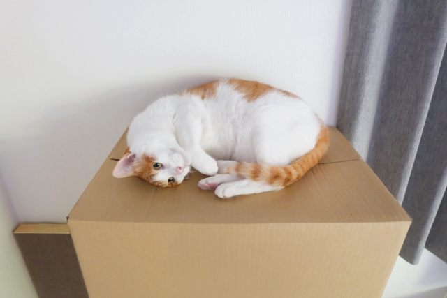 ペットと引越すときの注意点は？犬猫のストレス対策まとめ